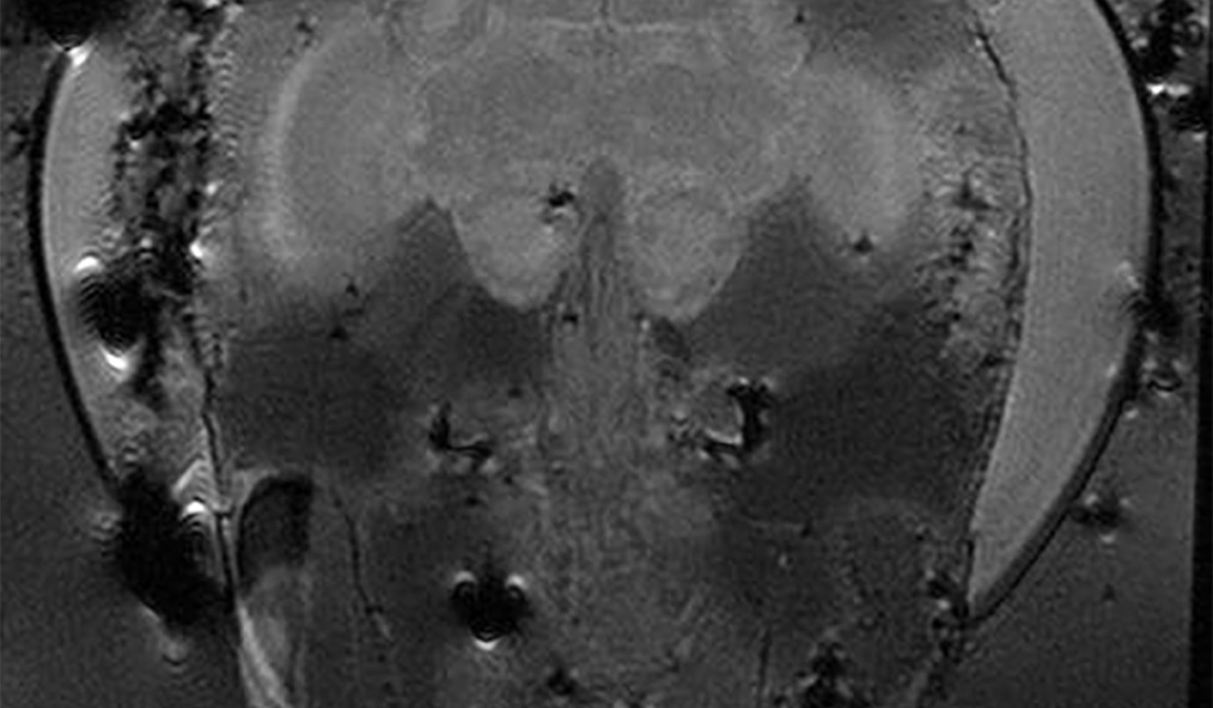 Illustration Biene in Grautönen