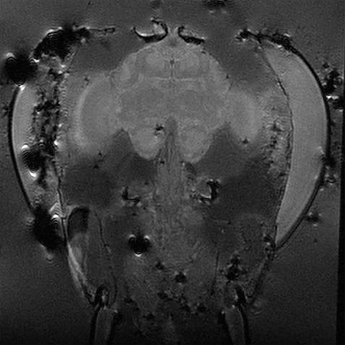 Musikfestival Bern: Therianthrophy visuell und vibratorisch erfahren