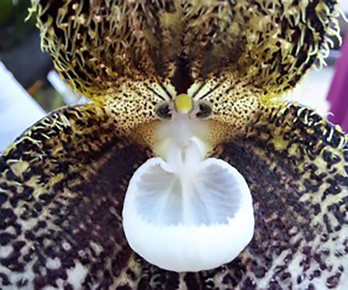Botanischer Garten: Albtraum in Grün